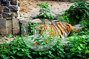 Beautiful amur tiger portrait