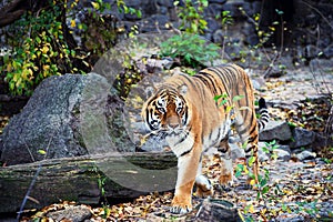 Beautiful amur tiger portrait