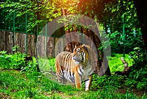 Beautiful amur tiger portrait. Dangerous animal