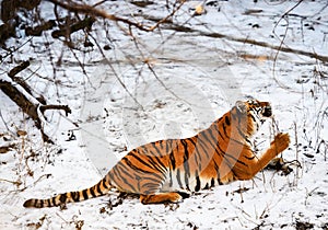 Beautiful Amur tiger on snow. Tiger in winter. Wildlife scene with danger animal