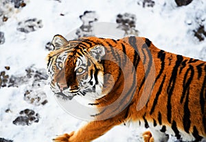 Beautiful Amur tiger on snow. Tiger in winter. Wildlife scene with danger animal