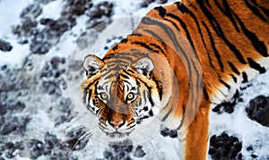 Beautiful Amur tiger on snow. Tiger in winter. Wildlife scene with danger animal