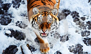 Beautiful Amur tiger on snow. Tiger in winter. Wildlife scene with danger animal