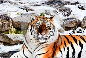 Beautiful Amur tiger on snow. Tiger in winter. Wildlife scene with danger animal