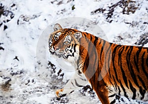 Beautiful Amur tiger on snow. Tiger in winter. Wildlife scene with danger animal