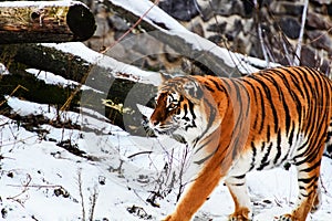 Beautiful Amur tiger on snow. Tiger in winter. Wildlife scene with danger animal