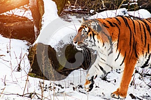 Beautiful Amur tiger on snow. Tiger in winter. Wildlife scene with danger animal