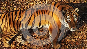 Beautiful amur tiger stares at someone. Primorsky Safari park, Russia