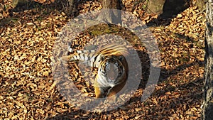 Beautiful amur or ussuri tiger is lying in Primorsky Safari park, Russia