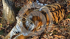 Beautiful amur or ussuri tiger is lying in Primorsky Safari park, Russia