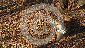 Beautiful amur or ussuri tiger is lying in Primorsky Safari park, Russia