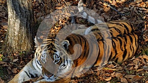 Beautiful amur or ussuri tiger is lying in Primorsky Safari park, Russia