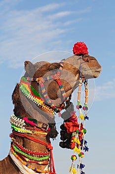 Beautiful amusing decorated Camel on Bikaner Camel Festival in Rajasthan, India