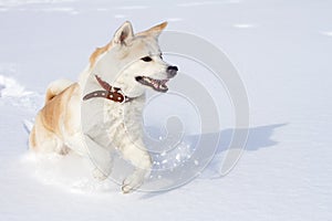 A beautiful amusing Japanese Akita Inu in a leather collar runs in winter on clean white fluffy snow with open jaws.