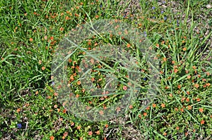 The beautiful Anagallis arvensis flower in garden