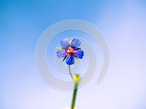 Beautiful Anagallis foemina flower blooming on sky background