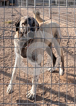 Beautiful anatolian shepherd dog sivas kangal kopek/kopegi is behind cage in a dog farm im Kangal city, Sivas Turkey photo