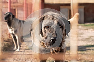 Beautiful anatolian shepherd dog sivas kangal kopek/kopegi is behind cage in a dog farm im Kangal city, Sivas Turkey photo