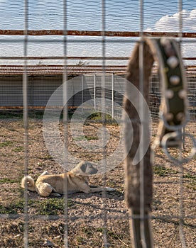 Beautiful anatolian shepherd dog sivas kangal kopek/kopegi is lying, sitting behind cage and .dog collar hangs on the fence in a photo