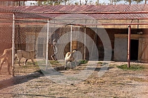 Beautiful anatolian shepherd dogs sivas kangal kopek/kopegi and their caretaker are behind cage in a dog farm in Kangal city, photo