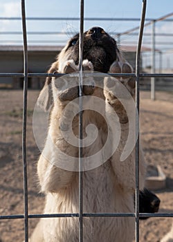 Beautiful anatolian shepherd puppy sivas kangal kopek/kopegi climbs the cage. Focus on puppy`s feet photo