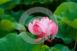 Beautiful ancient lotus flower blooming in the early morning swamp.