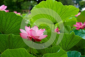 Beautiful ancient lotus flower blooming in the early morning swamp.