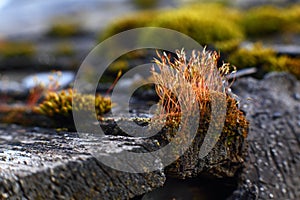 Beautiful ancient perennial forest plant moss Kukushkin flax Polytrichum commune