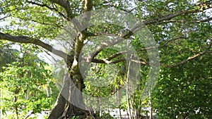Beautiful ancient tree in tropical rainforest at the island in Maldives. Landhoo. Noonu atoll