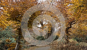 Beautiful ancient trees in their autumn colors, Burnham Beeches, Buckinghamshire, UK