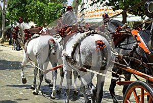 The beautiful Andalusian horses at the feria de Abril photo