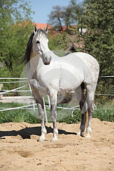 Beautiful andalusian stallion in spring