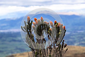 Beautiful Andean landscapes photo