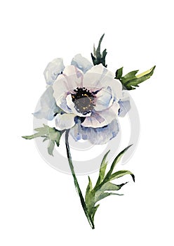 Beautiful anemone flower on a stem with green leaves. Pink and purple flower isolated on white background. Watercolor painting