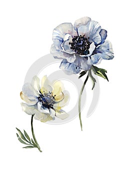 Beautiful anemone flower on a stem with green leaves. Pink and purple flower isolated on white background. Watercolor painting