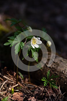 Beautiful anemones white flowers in sunny spring woods.