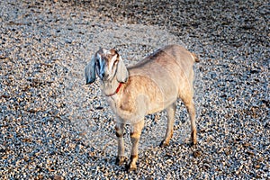 Beautiful Anglo-Nubian goat standing on crushed stones