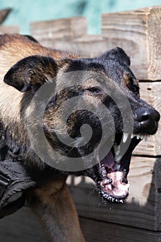 Beautiful angry Aggressive dog Belgian Shepherd Malinois grab criminal\'s clothes.