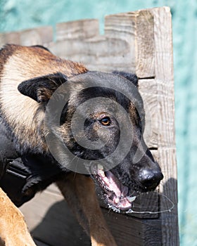 Beautiful angry Aggressive dog Belgian Shepherd Malinois grab criminal\'s clothes.