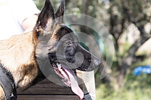 Beautiful angry Aggressive dog Belgian Shepherd Malinois grab criminal\'s clothes.