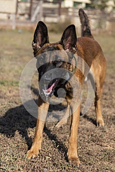 Beautiful angry Aggressive dog Belgian Shepherd Malinois grab criminal\'s clothes. Service dog training