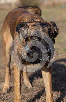 Beautiful angry Aggressive dog Belgian Shepherd Malinois grab criminal\'s clothes. Service dog training