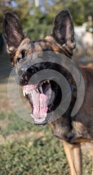 Beautiful angry Aggressive dog Belgian Shepherd Malinois grab criminal\'s clothes. Service dog training. Dog bites clothes