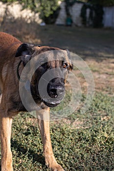 Beautiful angry Aggressive dog Belgian Shepherd Malinois grab criminal\'s clothes. Service dog training. Dog bites clothes