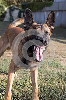 Beautiful angry Aggressive dog Belgian Shepherd Malinois grab criminal\'s clothes. Service dog training. Dog bites clothes