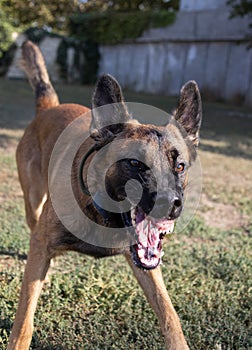 Beautiful angry Aggressive dog Belgian Shepherd Malinois grab criminal\'s clothes. Service dog training. Dog bites clothes.