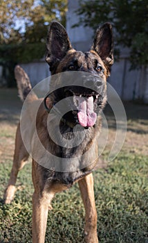 Beautiful angry Aggressive dog Belgian Shepherd Malinois grab criminal\'s clothes. Service dog training. Dog bites clothes