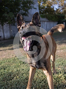 Beautiful angry Aggressive dog Belgian Shepherd Malinois grab criminal\'s clothes. Service dog training. Dog bites clothes