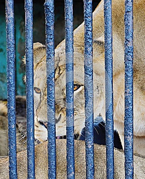 Beautiful angry lioness in the zoo view
