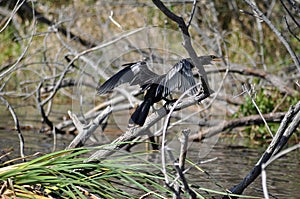 Beautiful anhinga bird